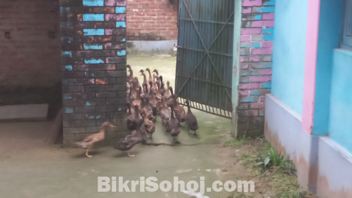 দেশি হাঁস